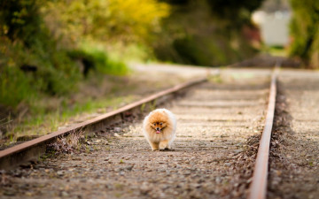 Картинка животные собаки шпиц железная дорога
