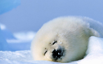 Картинка животные тюлени +морские+львы +морские+котики белек снег