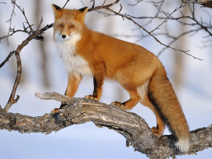 Картинка автор игорь шпиленок животные лисы
