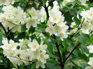 Картинка цветы жасмин белый весна