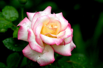 Картинка цветы розы розовый лепестки капли