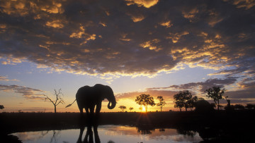 Картинка животные слоны ночь облака