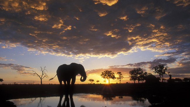 Обои картинки фото животные, слоны, ночь, облака