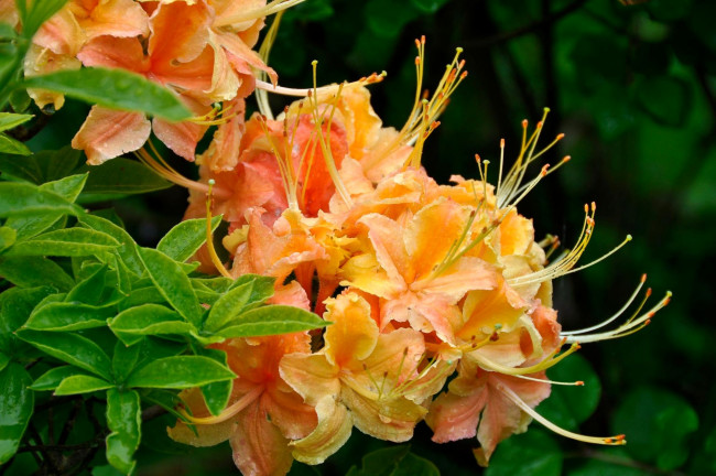 Обои картинки фото цветы, рододендроны, азалии, оранжевый, яркий, капли, тычинки