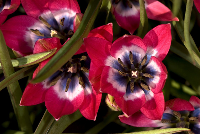 Обои картинки фото цветы, тюльпаны, красный, лепестки