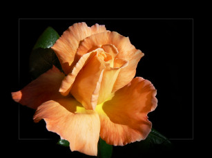 Картинка цветы розы лепестки фон
