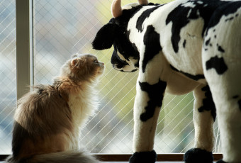 Картинка животные коты кошка игрушка окно корова