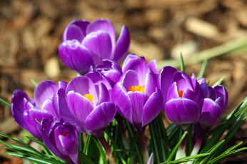 Картинка цветы крокусы фиолетовый весна