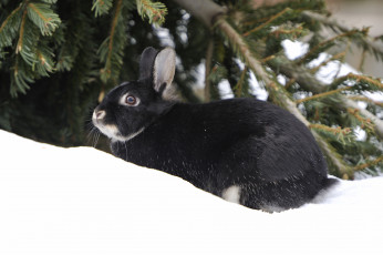 Картинка животные кролики зайцы уши снег