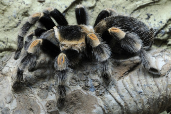 Картинка животные пауки мохнатый тарантул