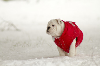 Картинка животные собаки зима снег жилет английский бульдог
