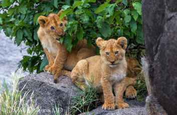 Картинка животные львы милые львята