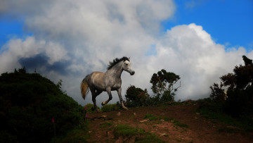 Картинка животные лошади лошадь облака