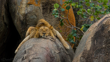 Картинка животные львы сон царь зверей камни отдых
