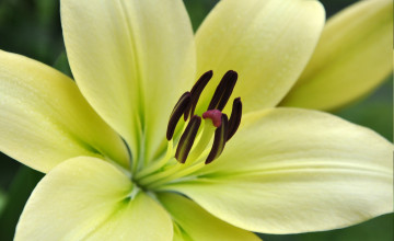 Картинка цветы лилии лилейники желтая лилия цветок