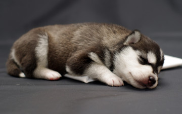 Картинка животные собаки щенок сон