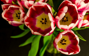 Картинка цветы тюльпаны букет макро