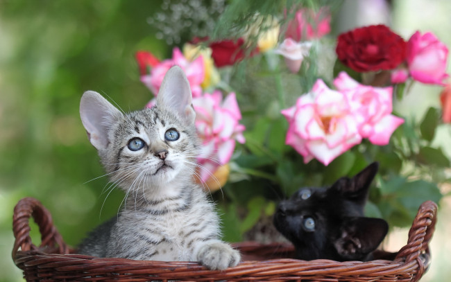 Обои картинки фото животные, коты, корзина, цветы, котята