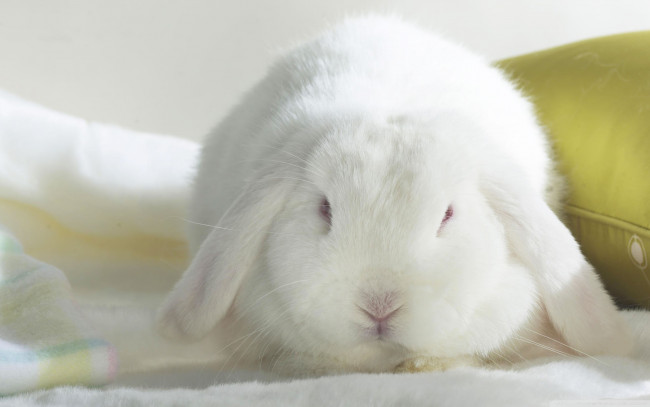 Обои картинки фото животные, кролики, зайцы, подушка, белый, кролик