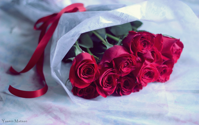 Обои картинки фото цветы, розы, букет, лента