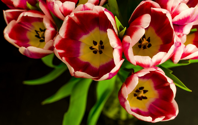 Обои картинки фото цветы, тюльпаны, букет, макро