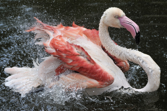 Обои картинки фото животные, фламинго, шея, розовый, купание