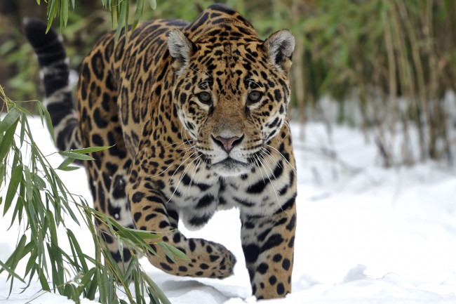 Обои картинки фото животные, Ягуары, снег, красавец