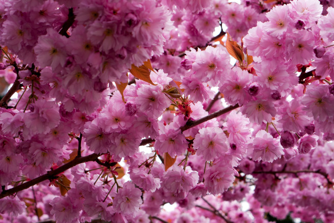 Обои картинки фото цветы, сакура, вишня, весна, ветки