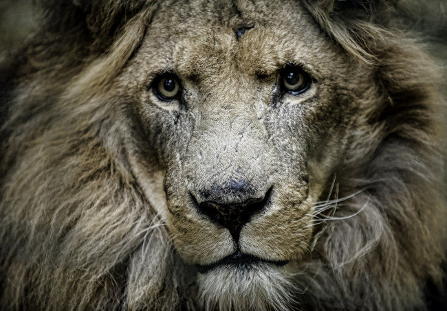 Обои картинки фото животные, львы, царь, портрет