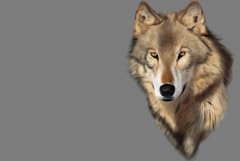 Картинка рисованные животные +волки взгляд настроение хищник волк