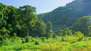 Картинка природа лес горы