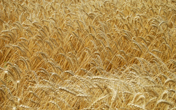 Картинка природа поля поле зерно