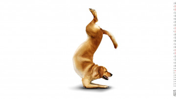Картинка календари компьютерный+дизайн упражнение собака