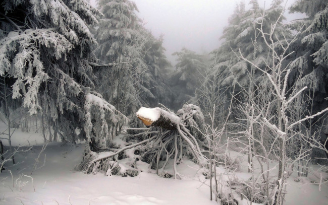 Обои картинки фото природа, зима, дерево, снег, лес