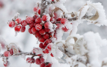 обоя природа, ягоды, снег