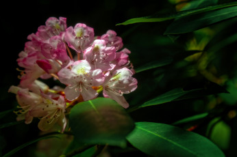 Картинка цветы рододендроны+ азалии розовые