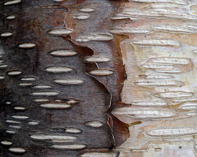 Картинка камчатская каменная береза разное текстуры