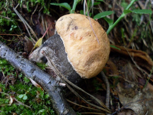 Картинка природа грибы мох подосиновик