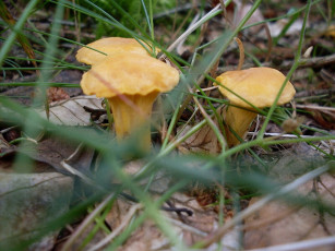 Картинка природа грибы трава лисички