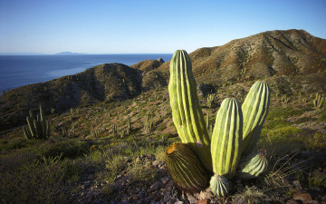 Картинка природа другое нагорье кактусы мексика