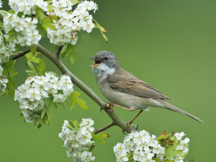 Картинка животные птицы фон ветка цветы весна птица