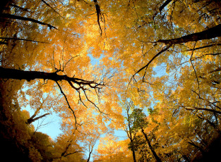 Картинка природа деревья небо крона ствол листья осень