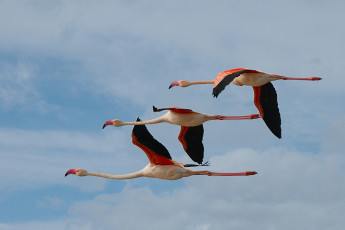 Картинка животные фламинго полёт птицы