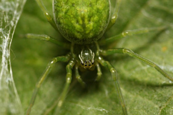 Картинка животные пауки зелёный паук макро