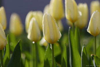 Картинка цветы тюльпаны роса клумба жёлтые утро