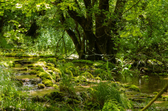 Картинка природа реки озера река зелень деревья ручей