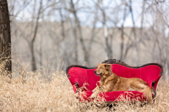 Картинка животные собаки red chair природа golden retriever диван