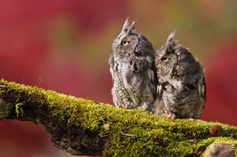 Картинка животные совы птицы две ветка мох фон