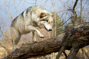 Картинка животные волки +койоты +шакалы прогулка идёт бревно морда мех хищник волк лапа