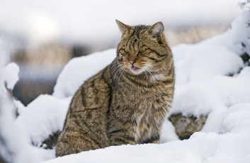 Картинка животные дикие+кошки хищник дикий лесной кот снег